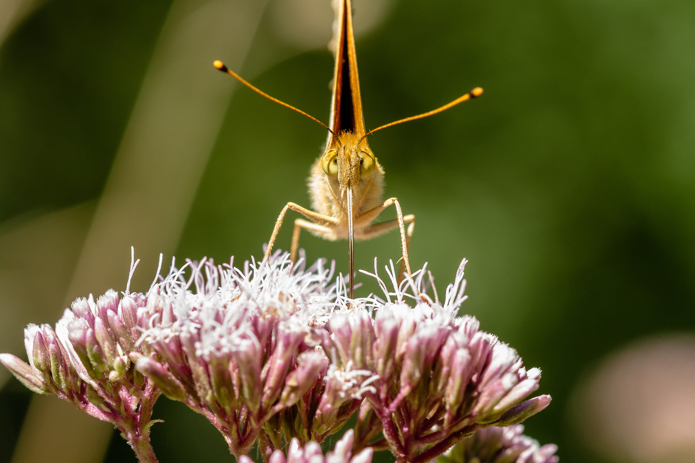 Argynnis paphia