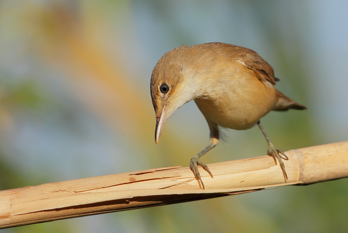 reed warbler