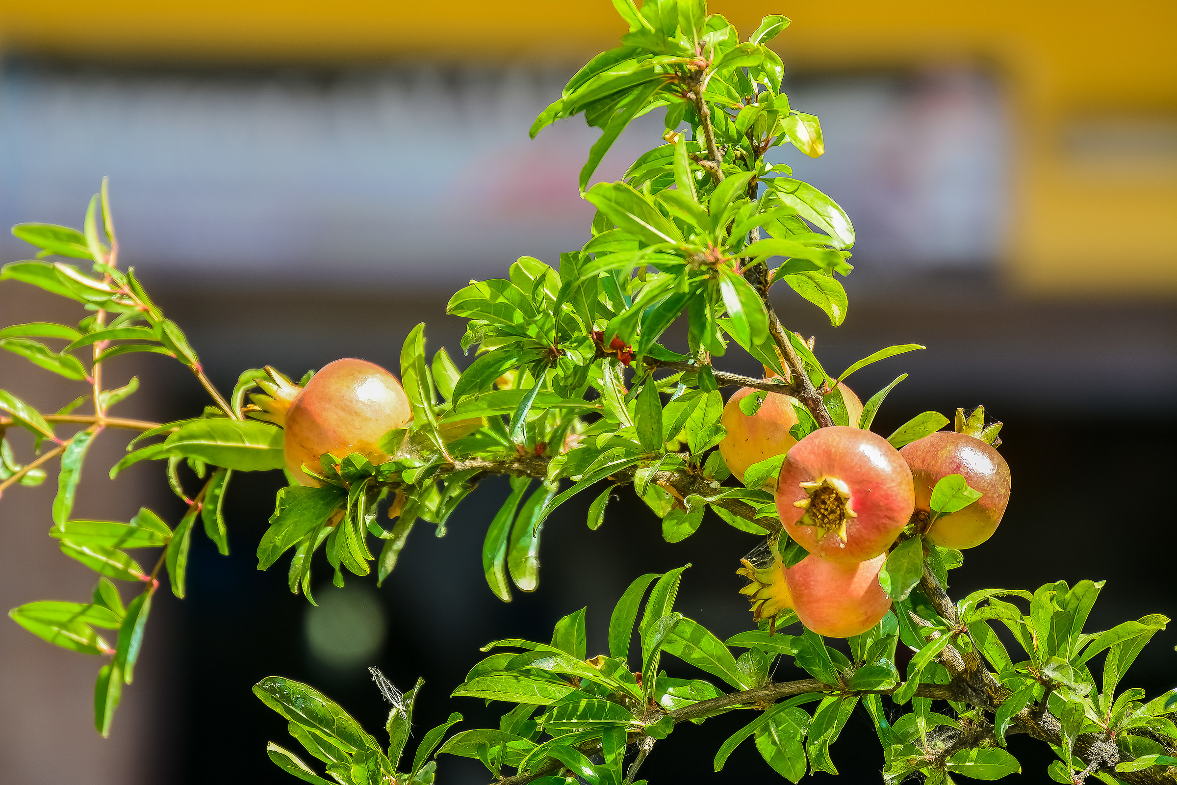 Il germoglio del melograno