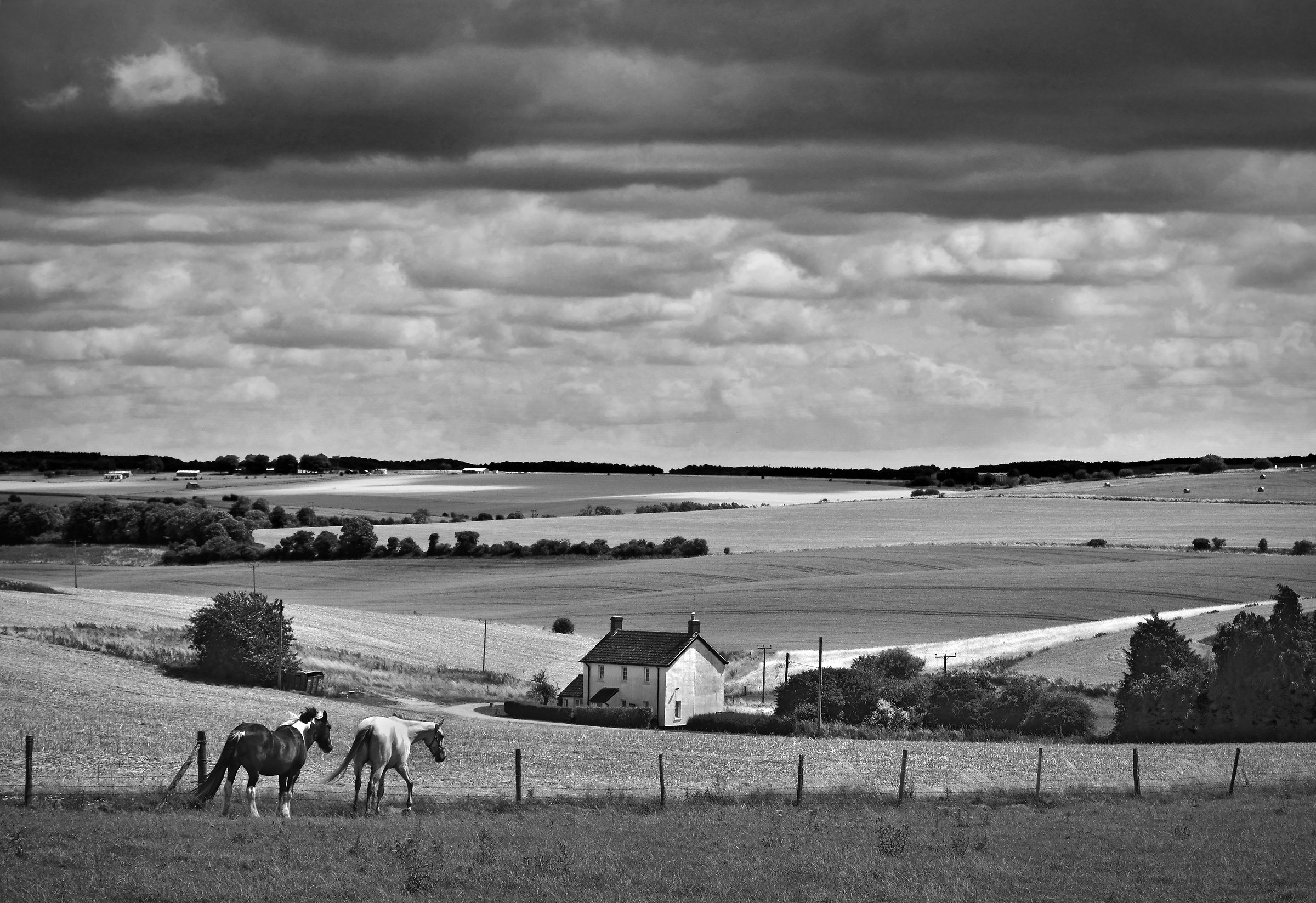 'Mucche alla riscossa' ...