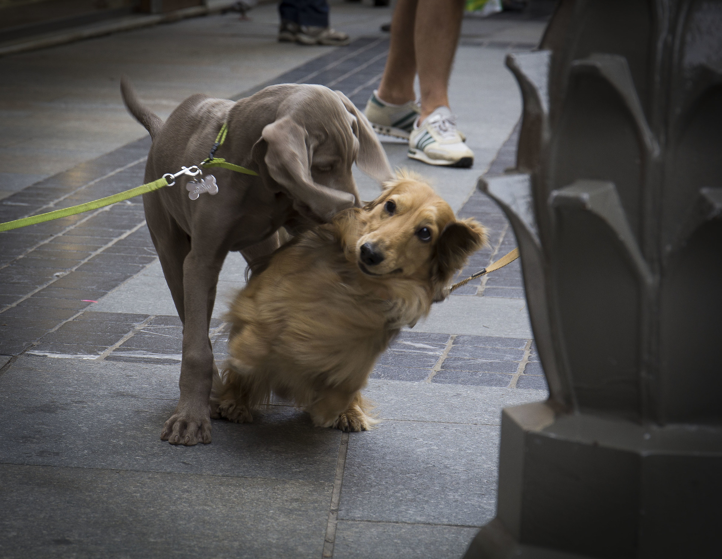 Yes yes .... But I do not lick in public!