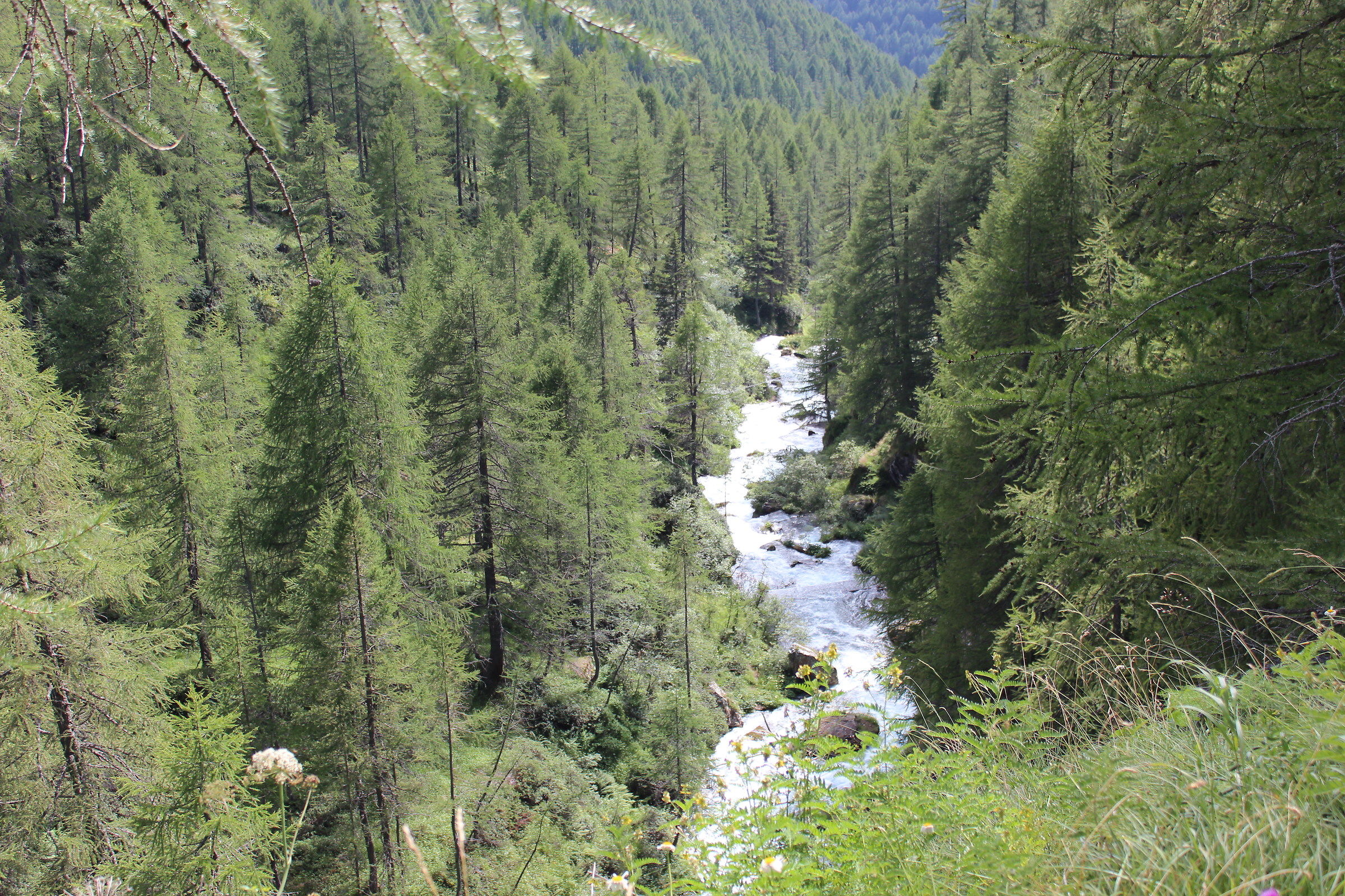 Torrente Devero