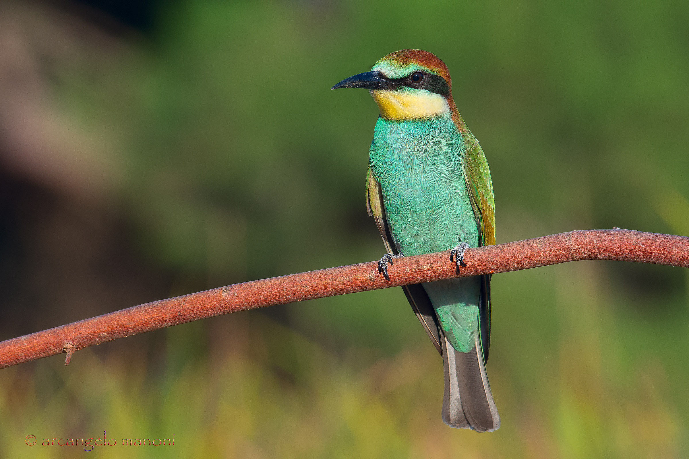 Le nuove leve di gruccioni