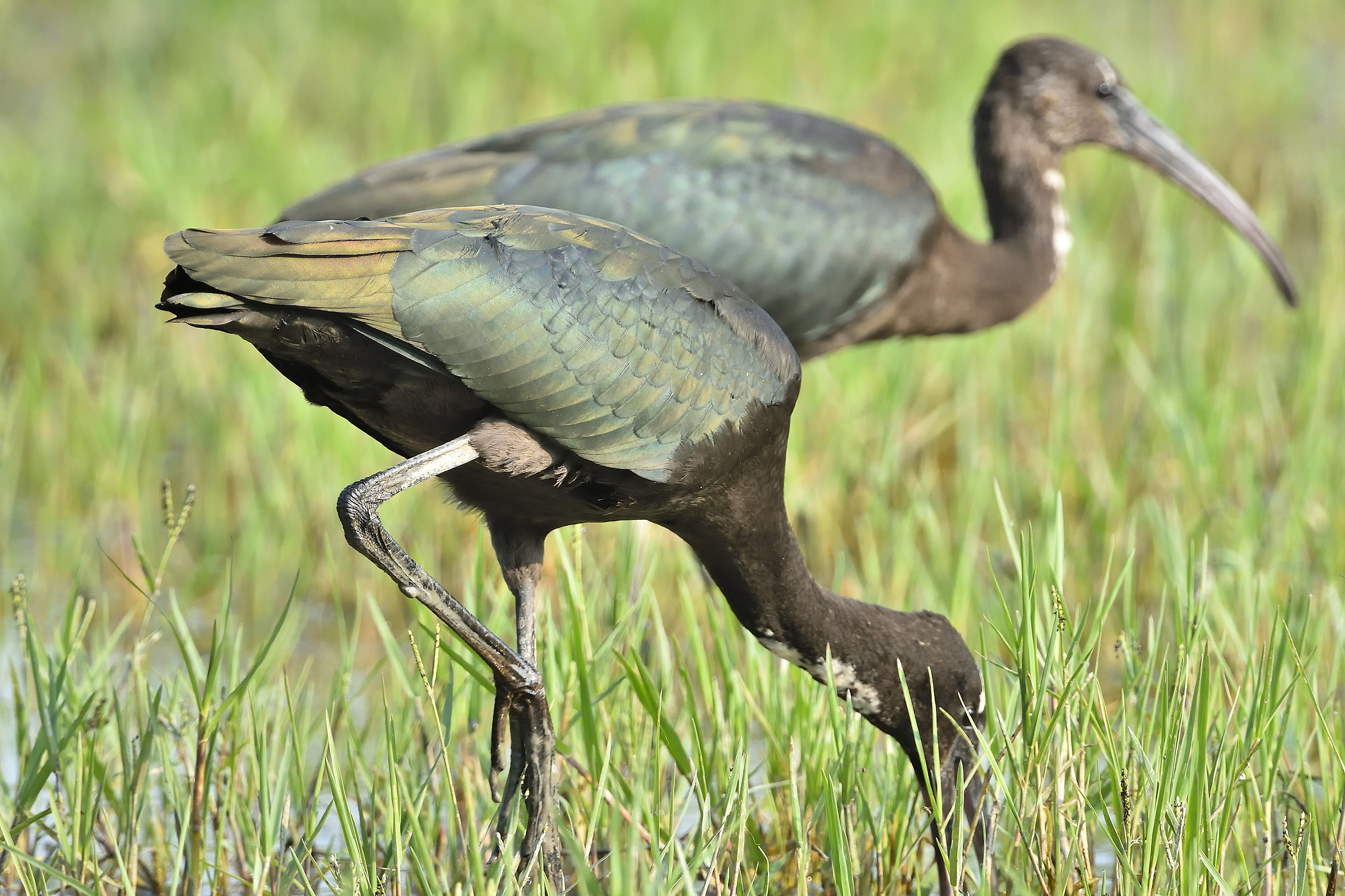 Per chi non lo conosce, questi sono coppia di mignattai