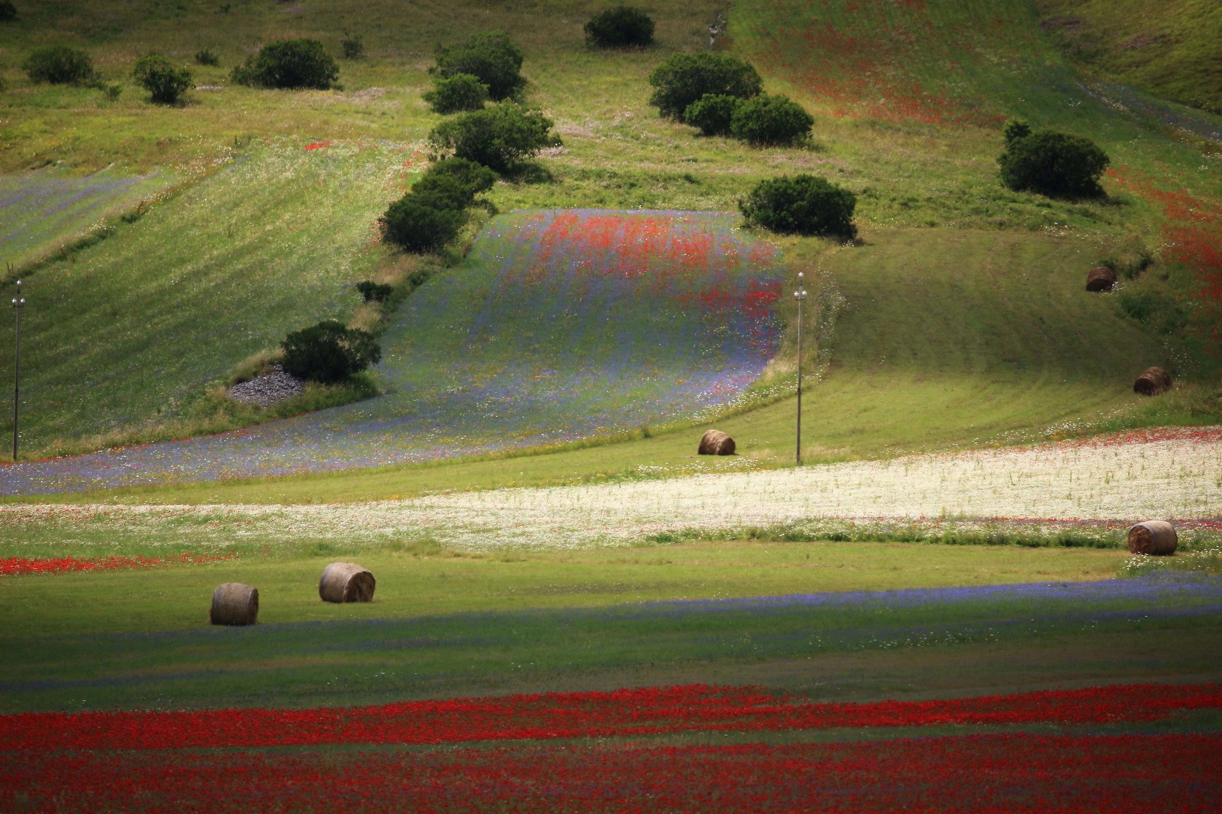 harvest between the color