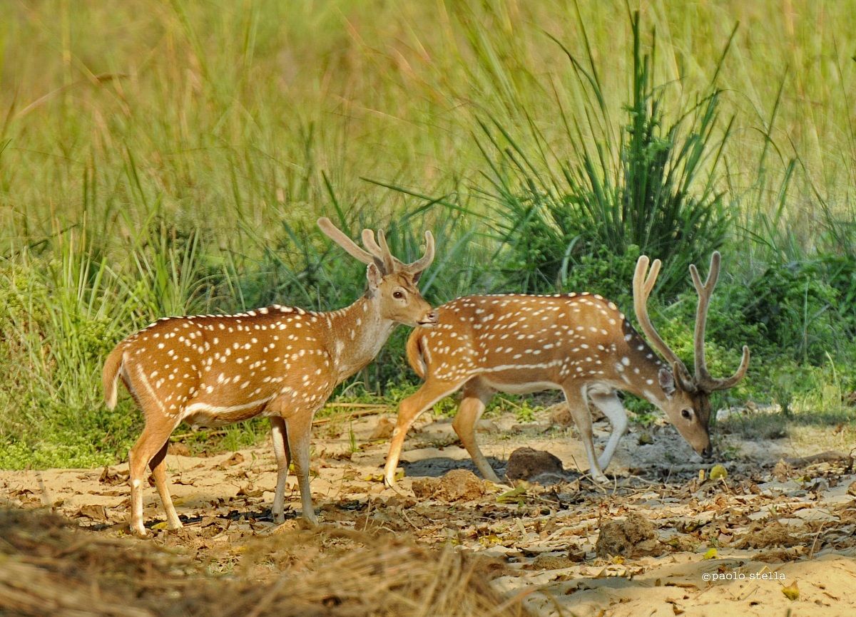 spotted deers, Chitwan National Park
