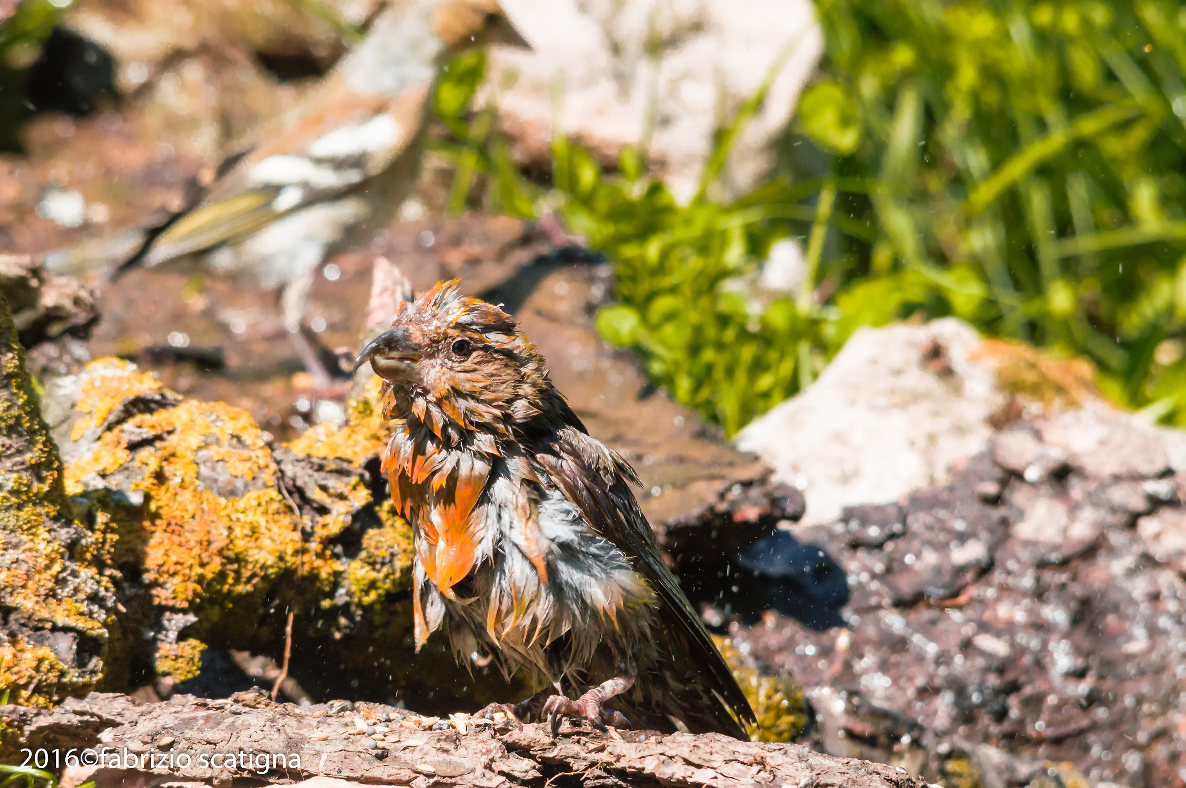 cruises male after the bath