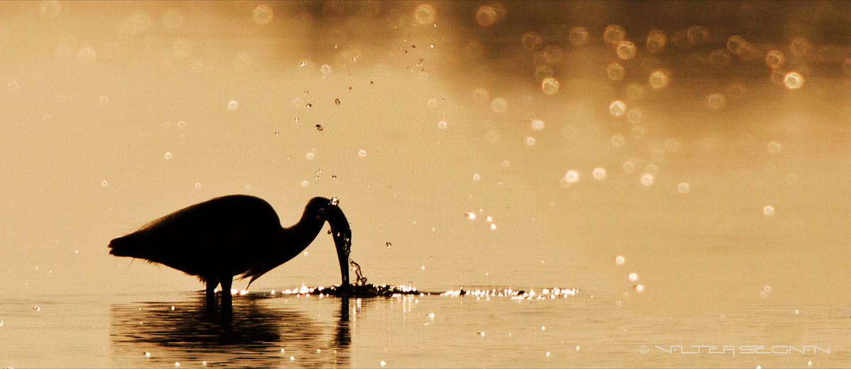 Egret looking for food