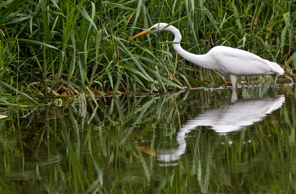 great white heron