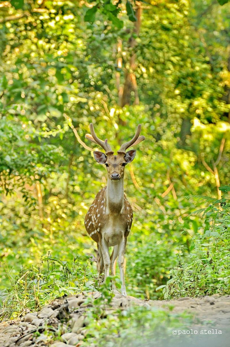 spotted deer, Chitwan National Park