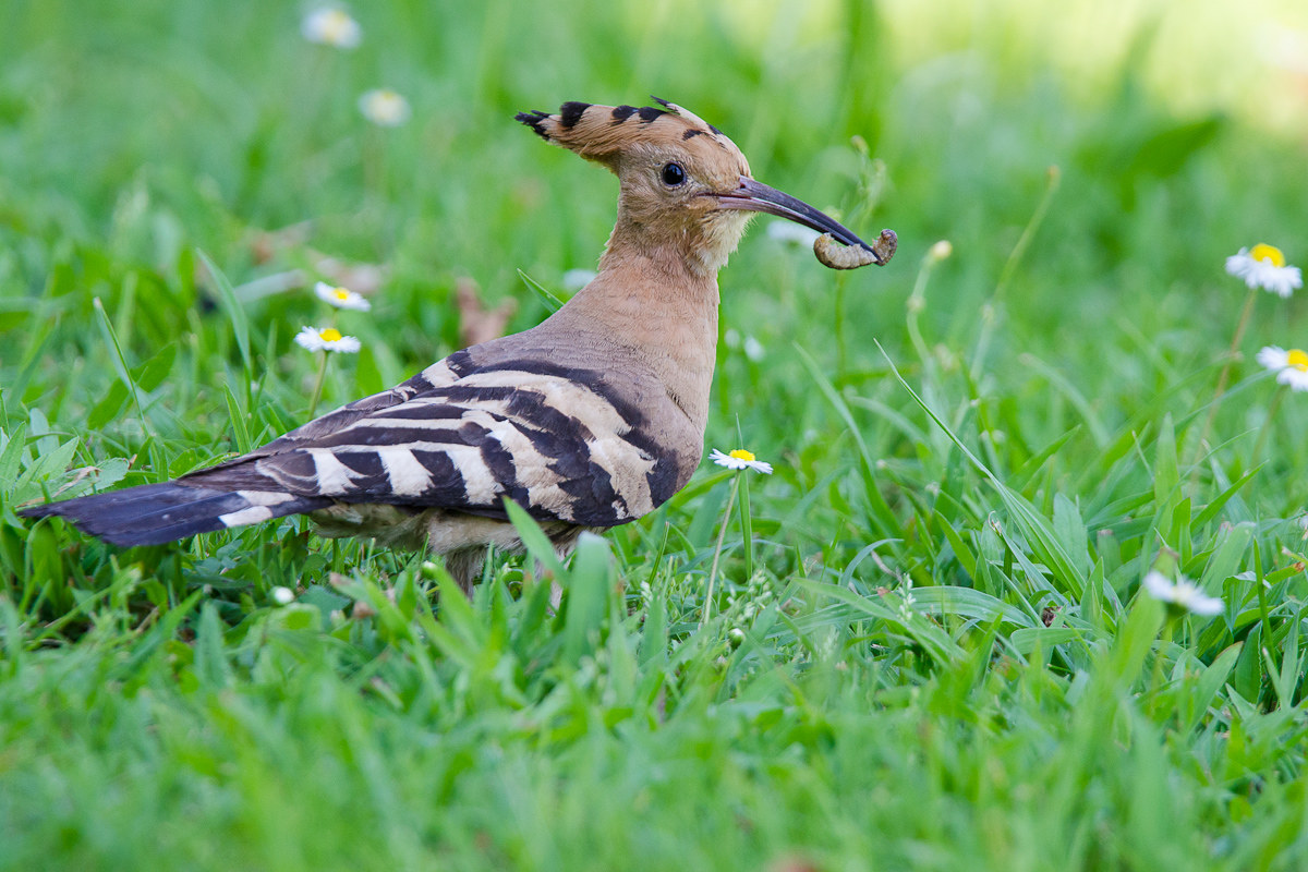 Hoopoe