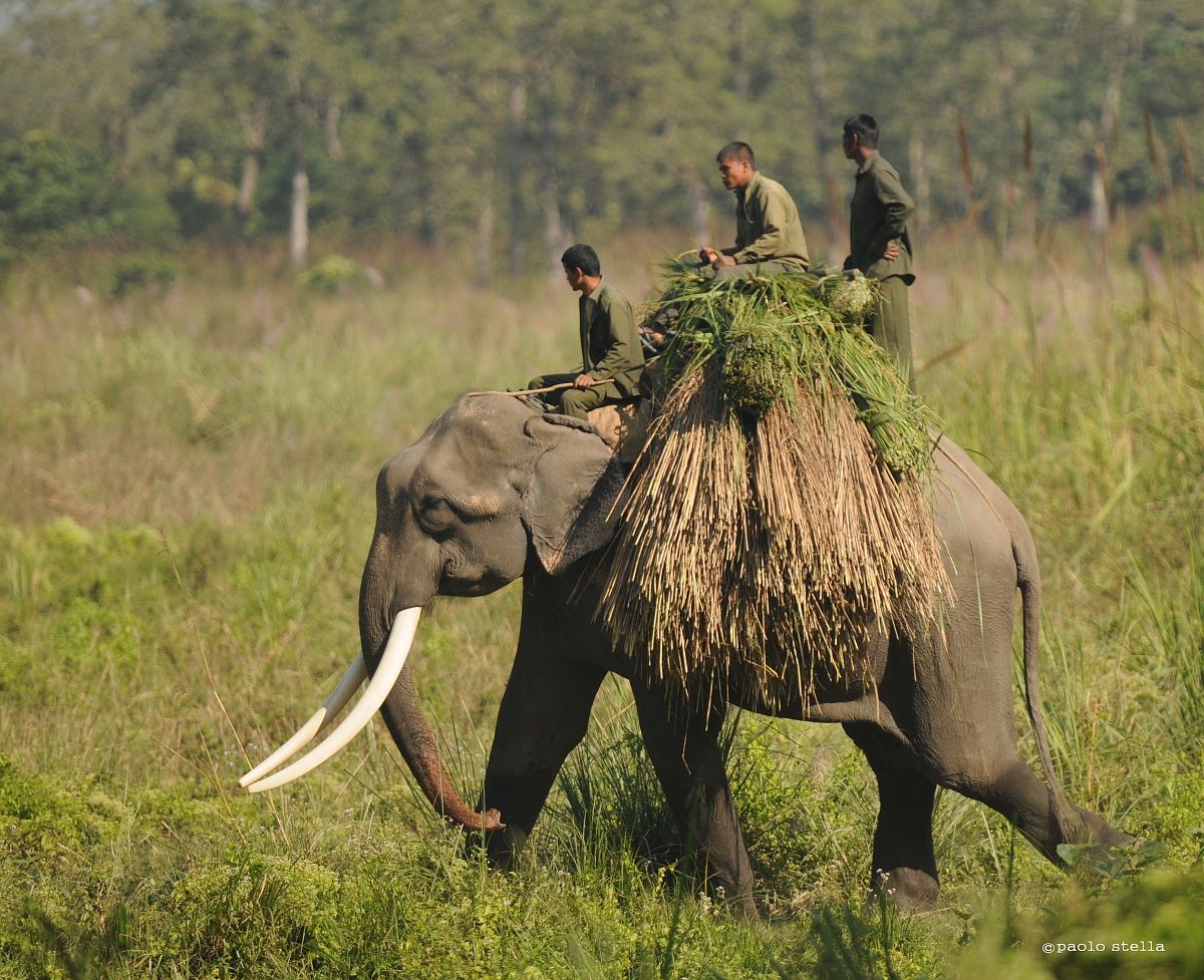 Elephant grass, Chitwan National Park