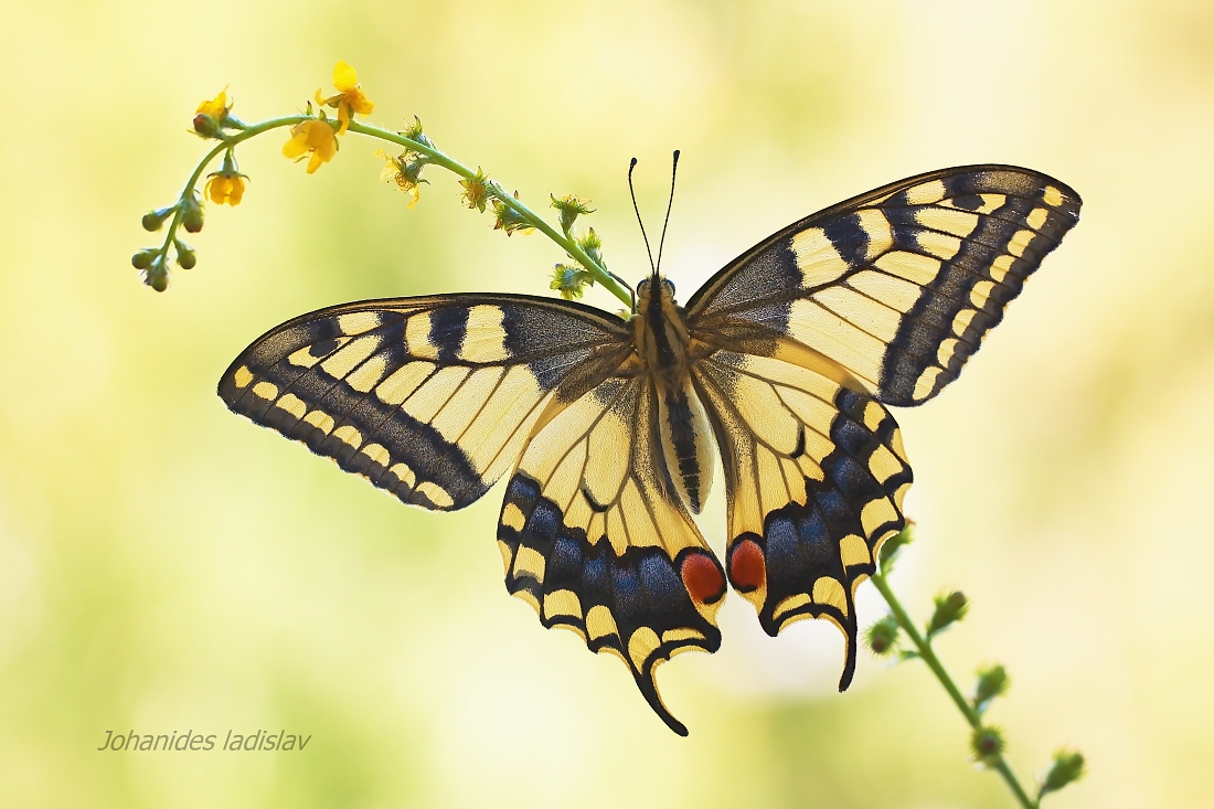 Papilio machaon