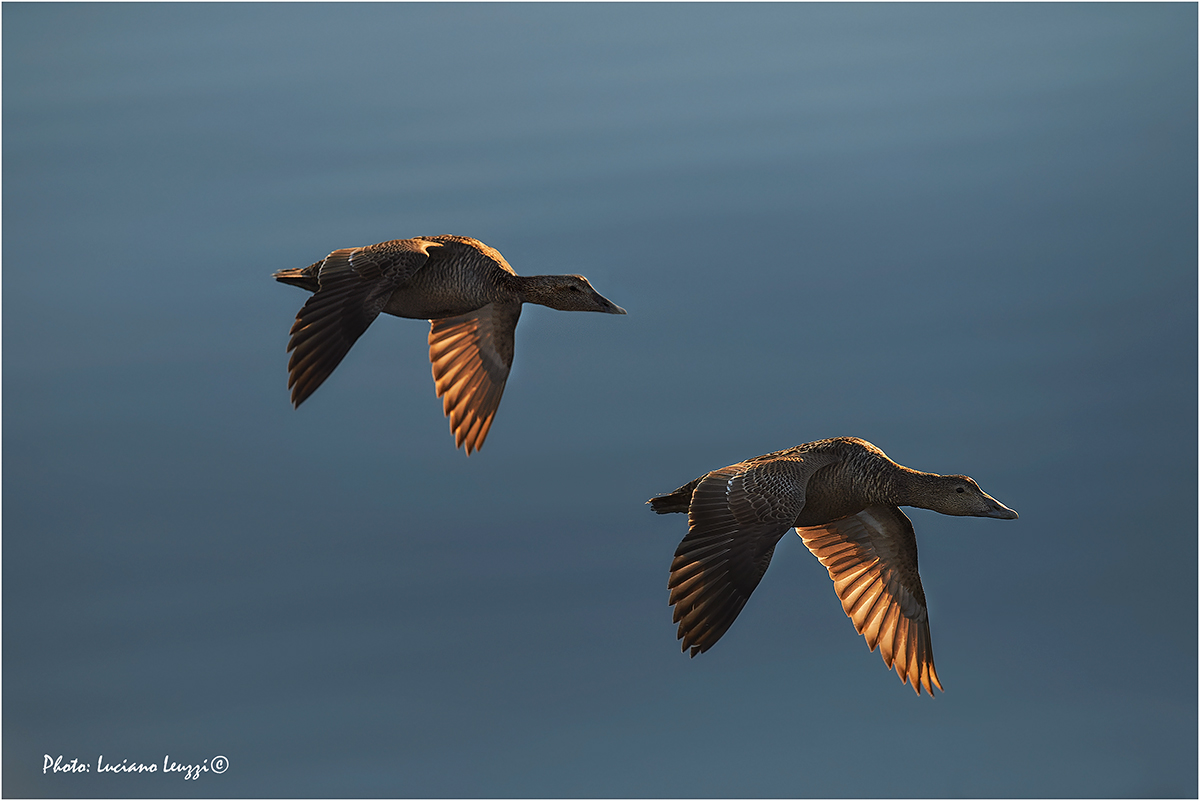 The flight of eider ducks
