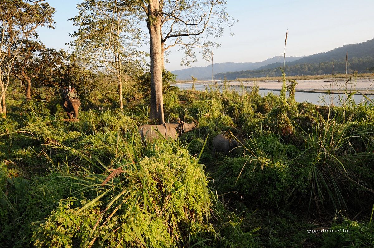 game .. drive by elephant, Chitwan National Park