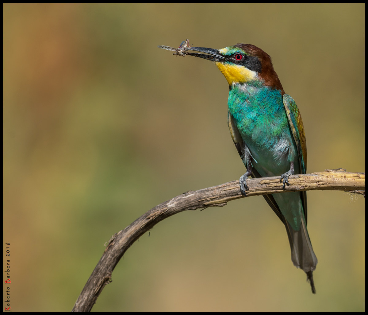 Bee-eater with prey
