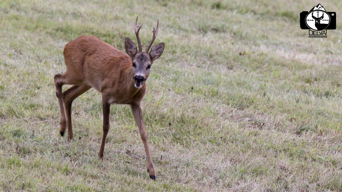 Il rosso menestrello