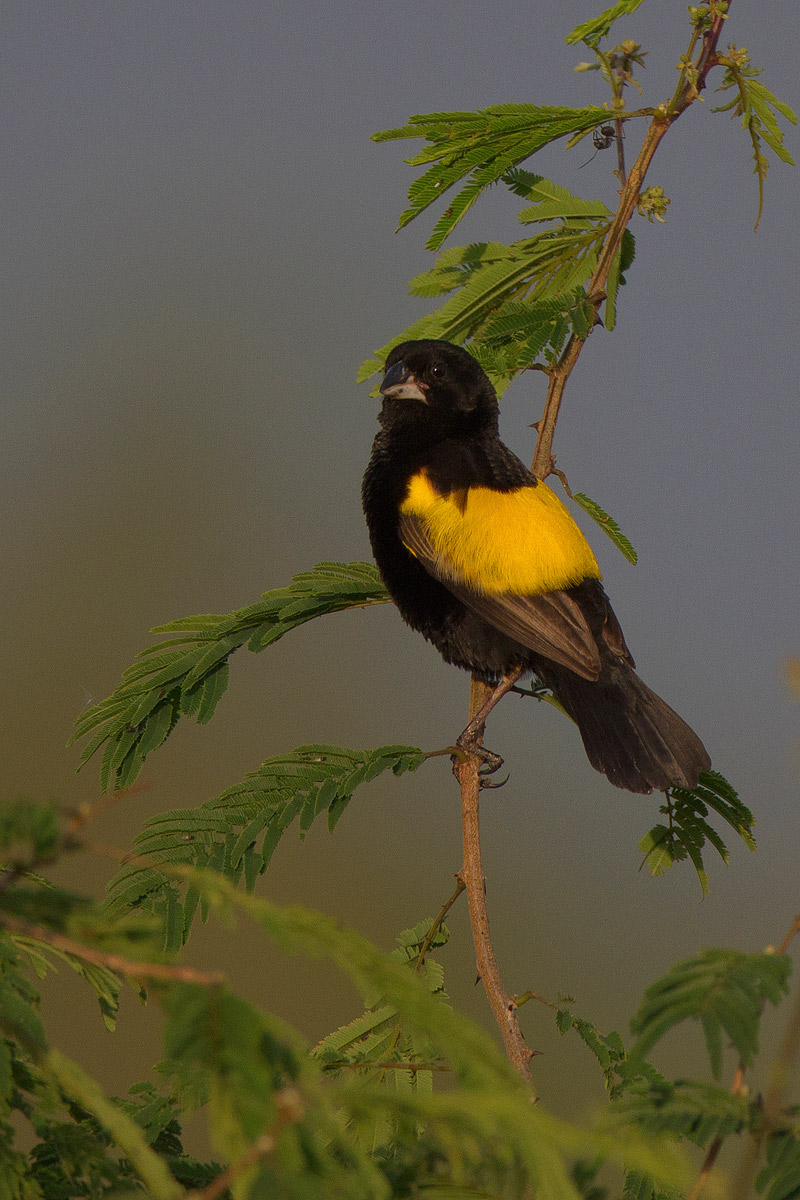 Yellow Bishop (Euplectes capensis crassirostris)