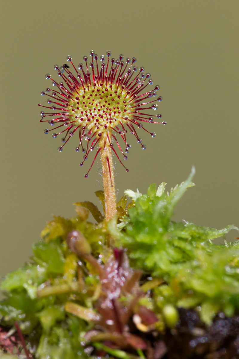 Drosera rotundifolia ...