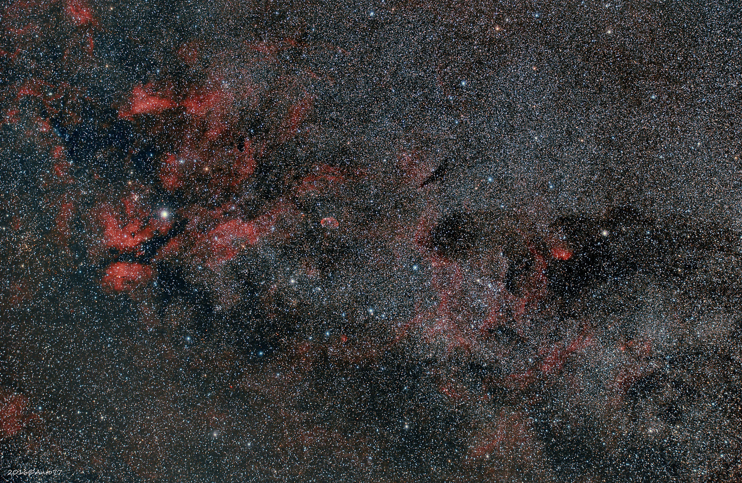 Swan Growing Tulip 105mm