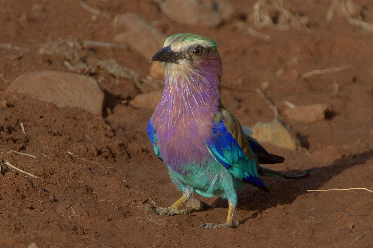 Lilac-brested Roller (Coracias caudata)