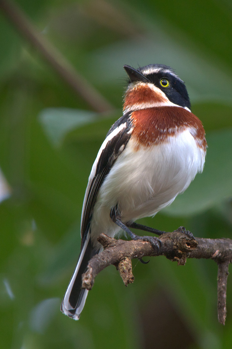 Chin-spot Batis (Batis molitor) adult female
