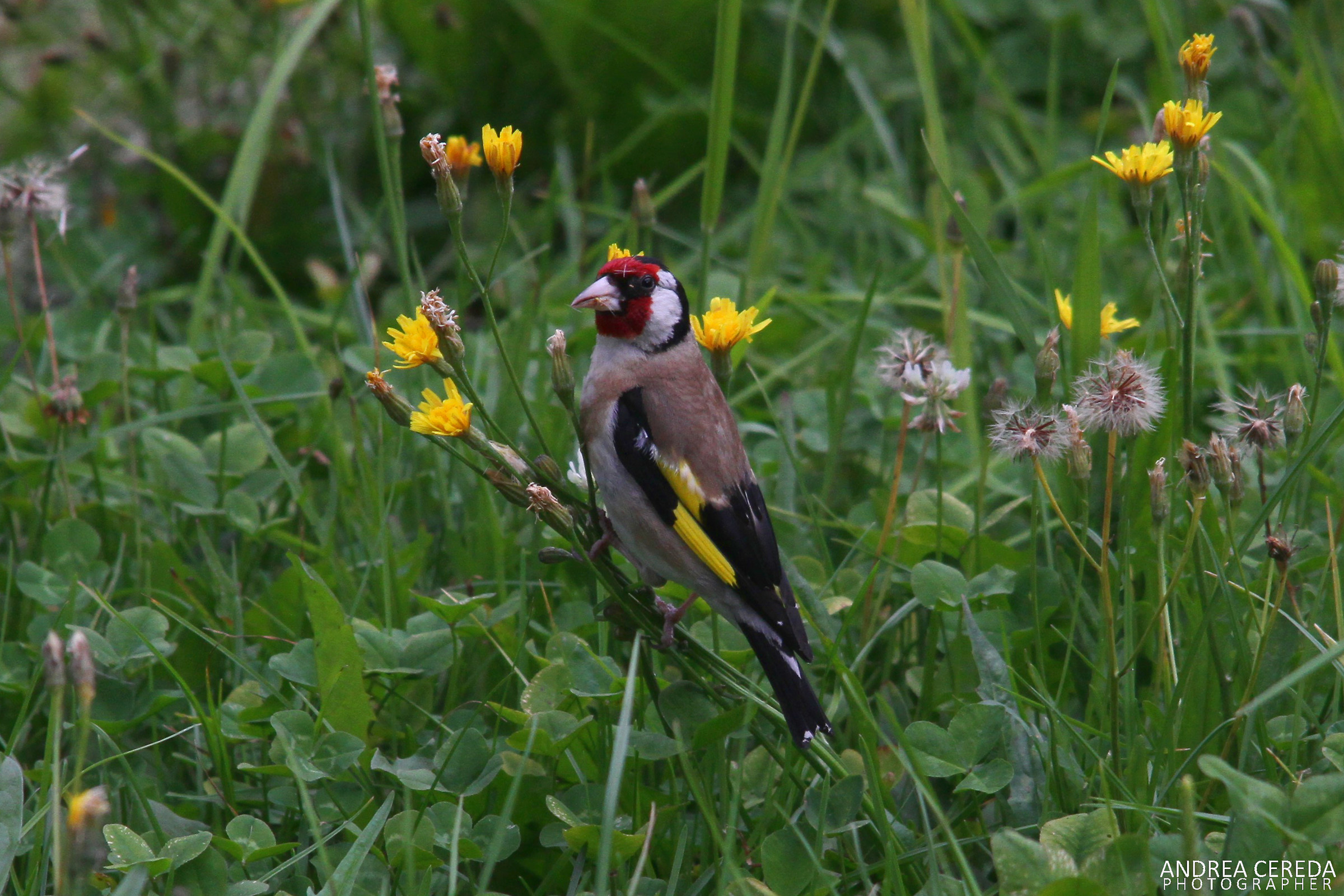 Carduelis carduelis - Cardellino