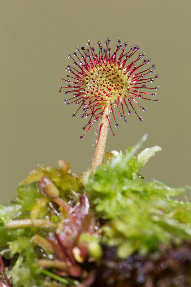 Drosera rotundifolia ...