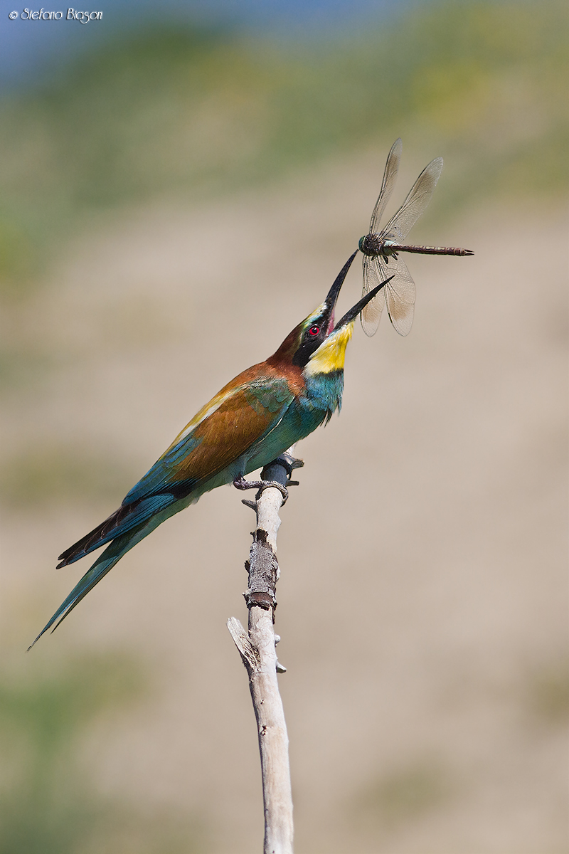 The prey and predator