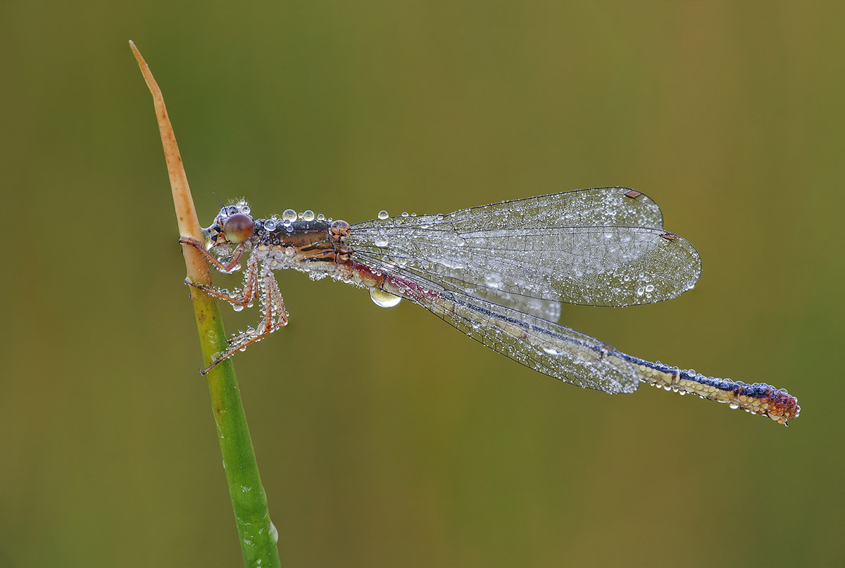 La damigella preziosa