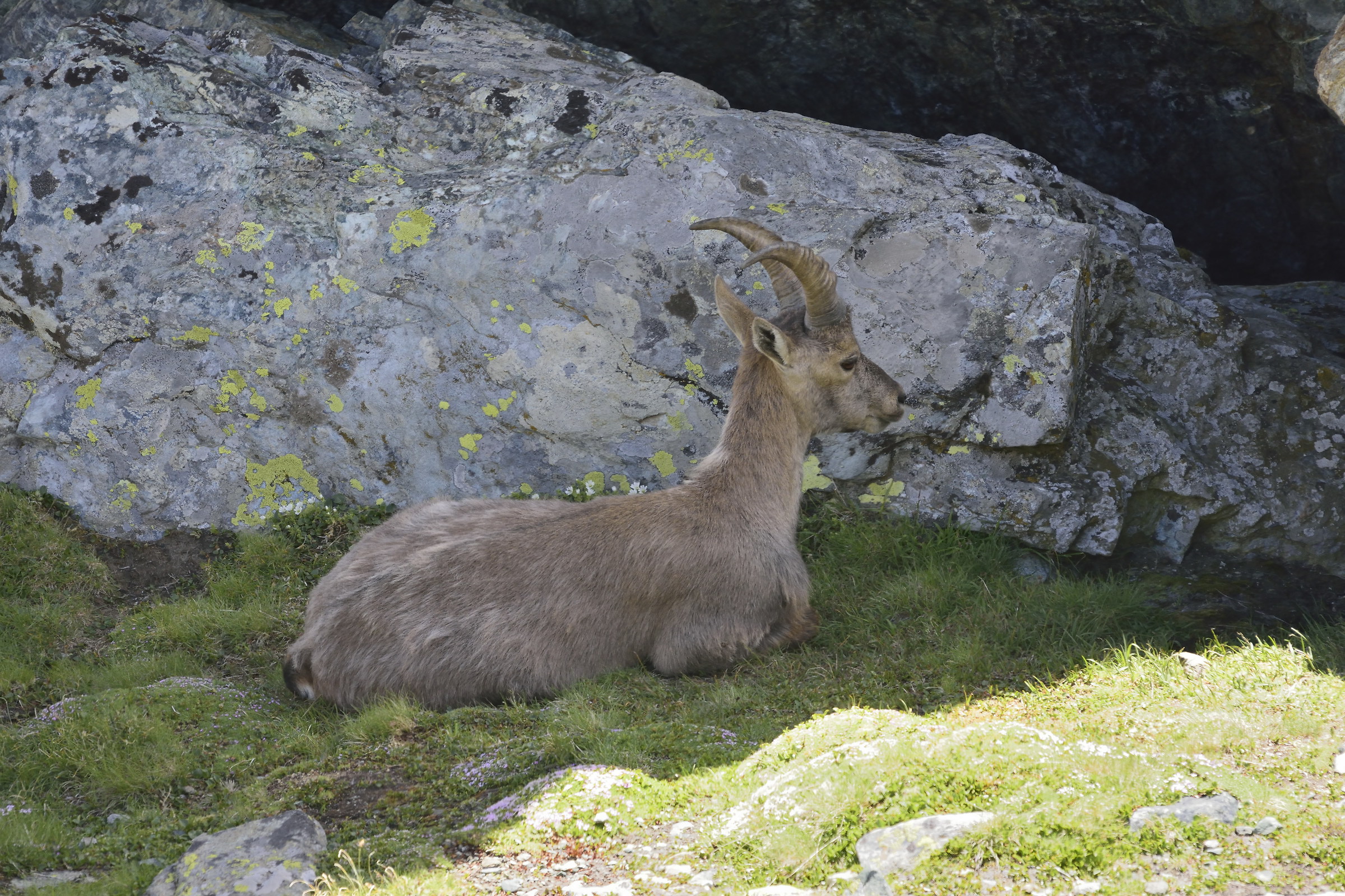 female ibex