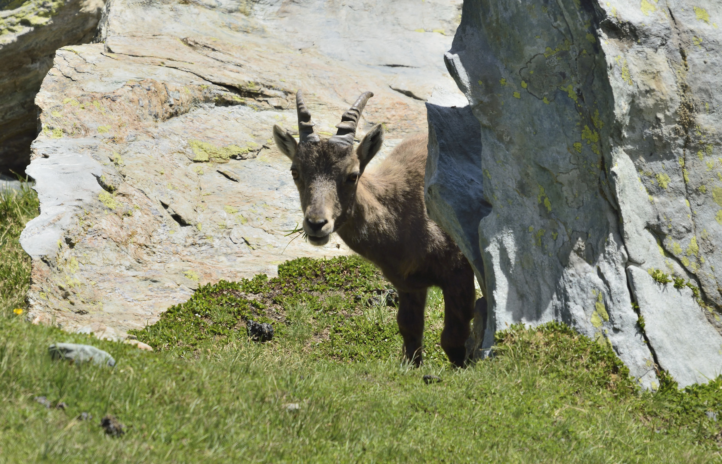 female ibex