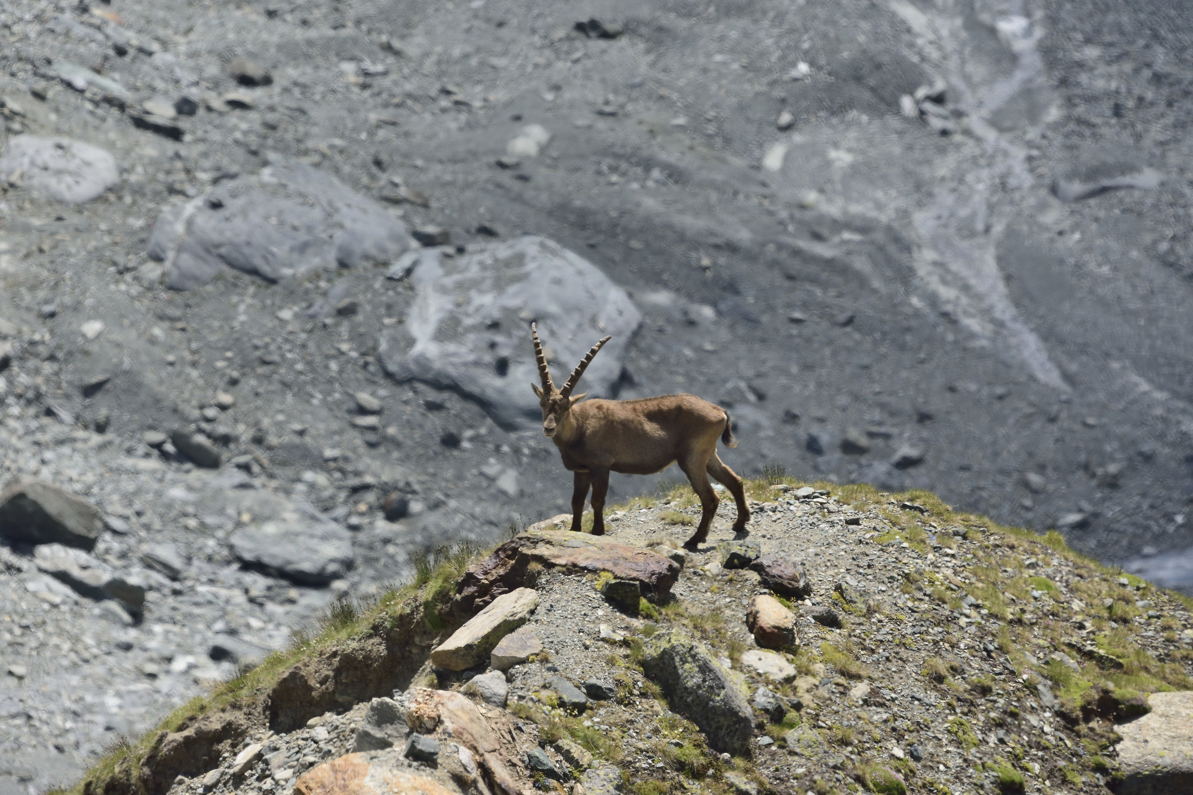 male ibex