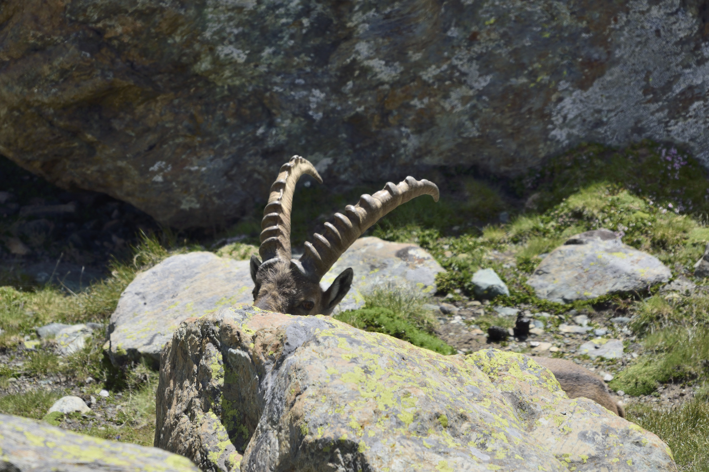 male ibex