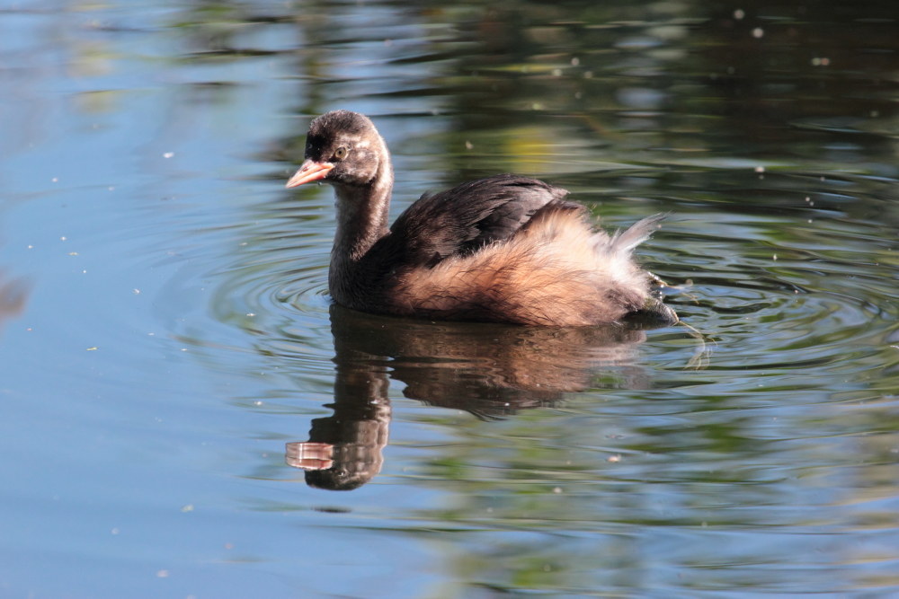 Little grebe