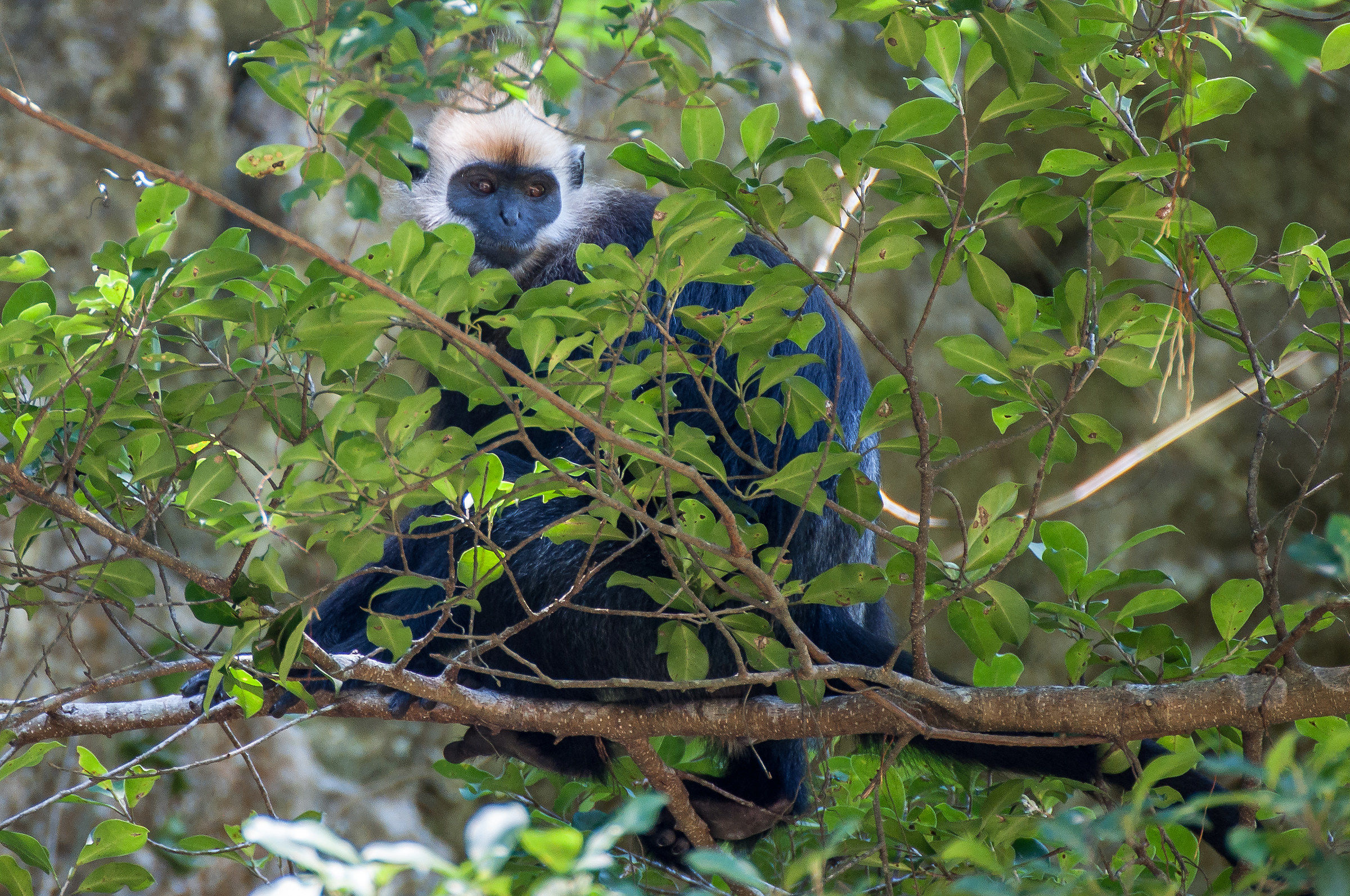 Presbite dalla testa bianca, Vietnam