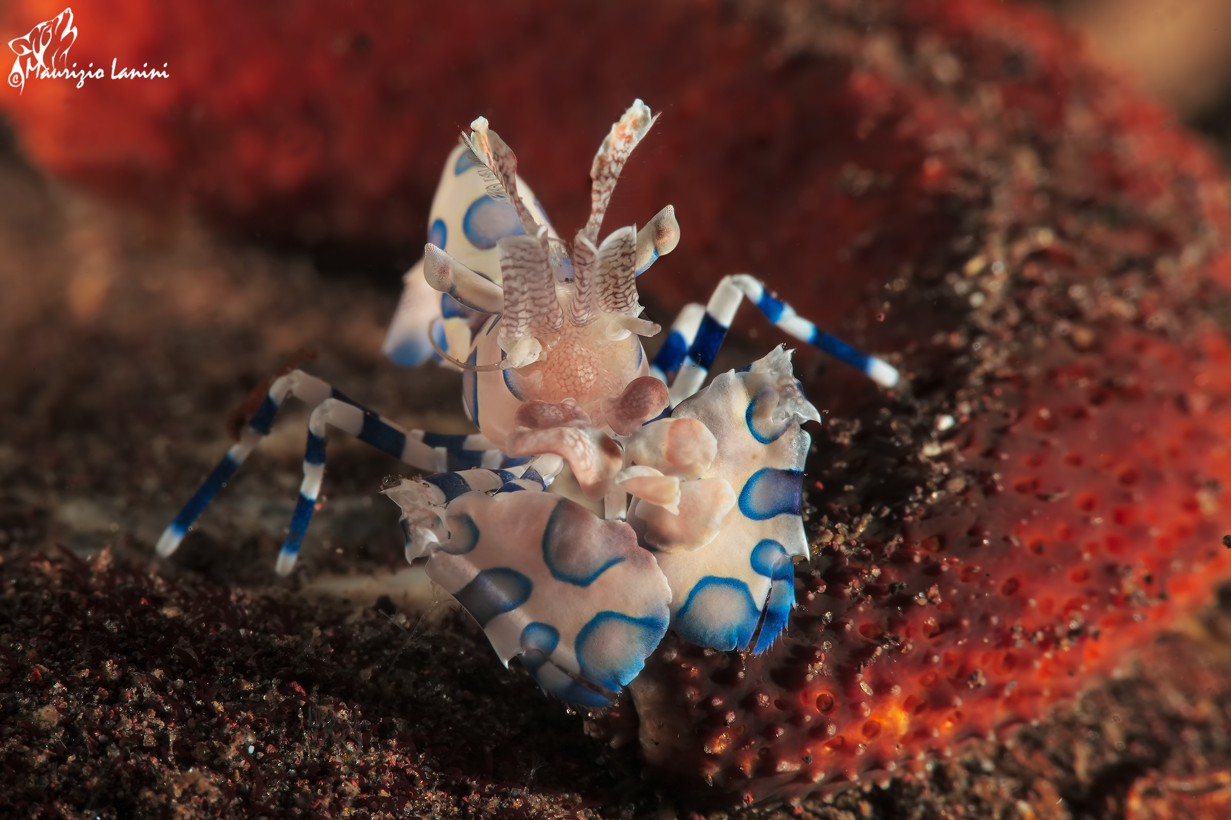 harlequin shrimp