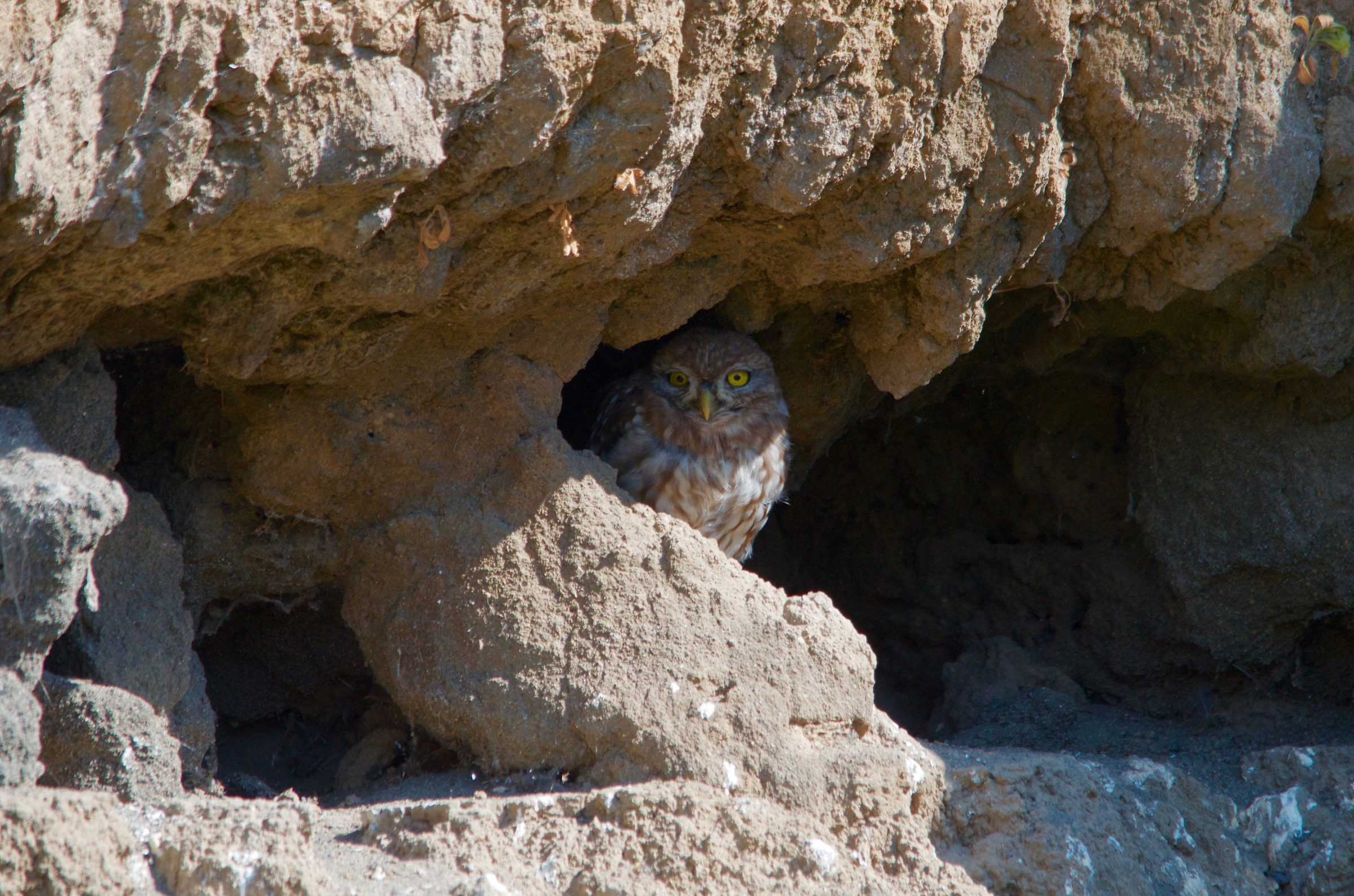 Il giorno della civetta