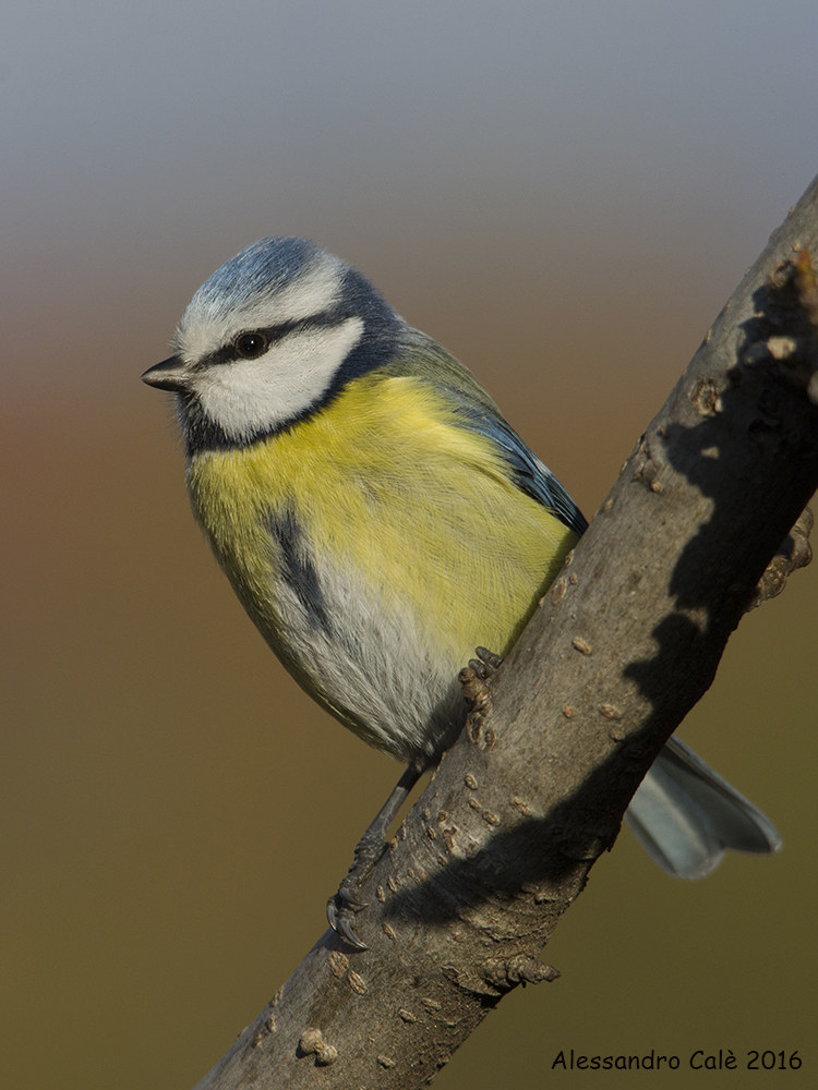 Cyanistes caeruleus (Cinciarella) 0746