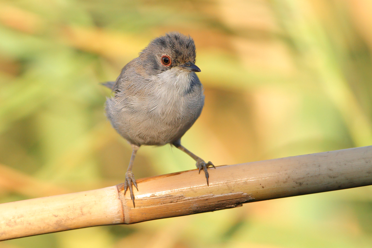 young warbler