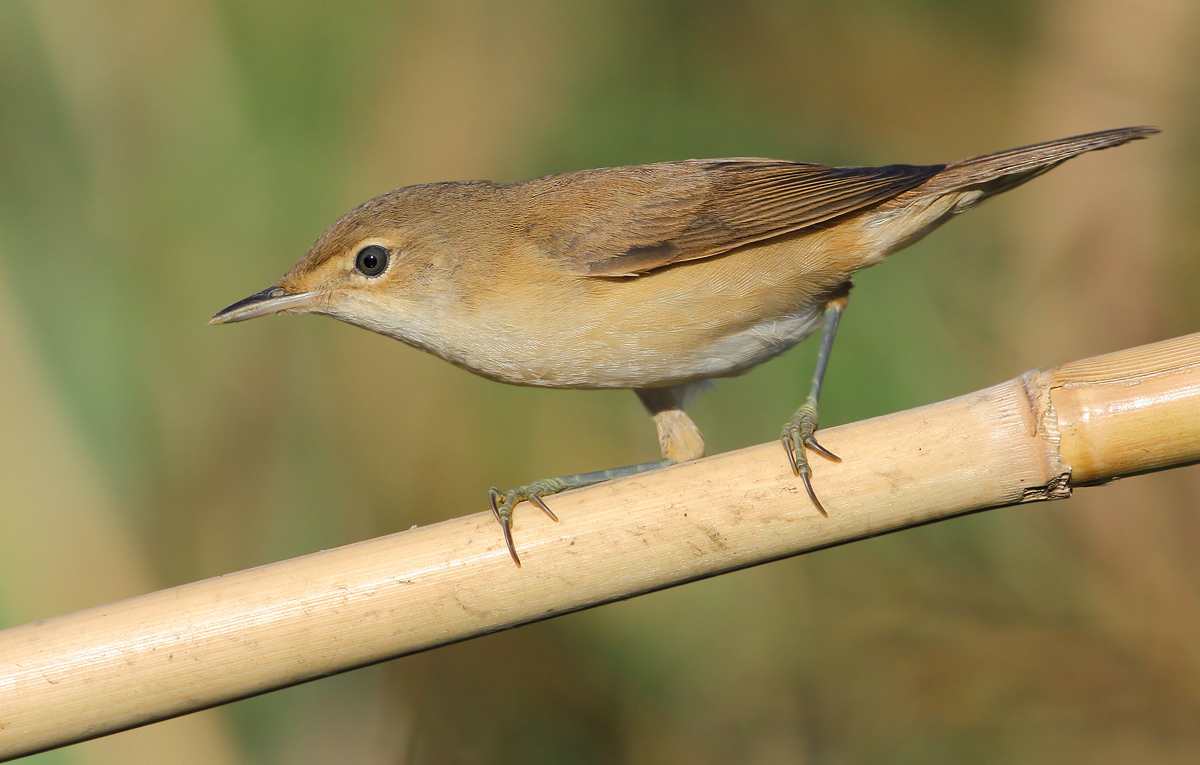 reed warbler