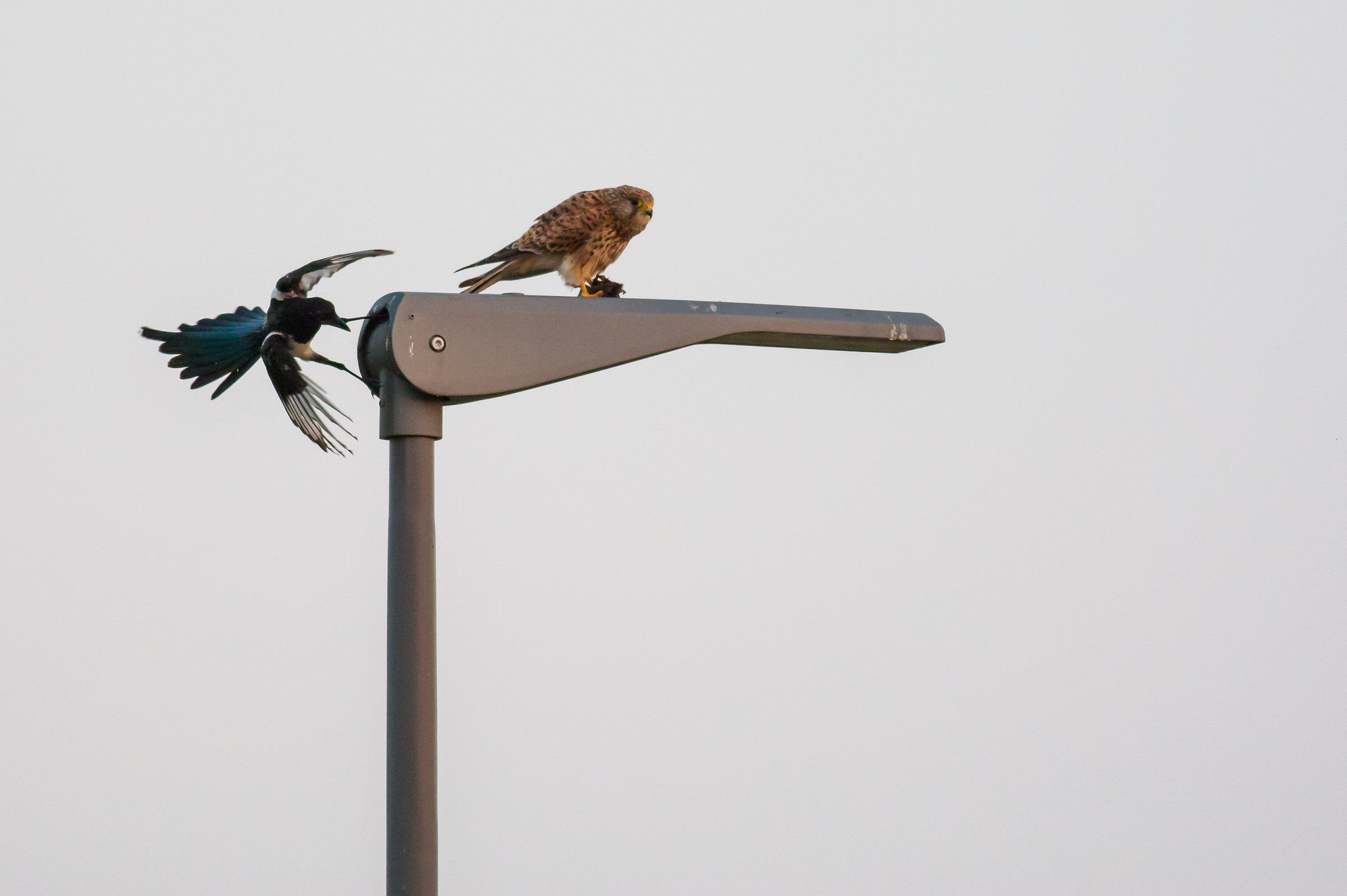 Che stress ste gazze