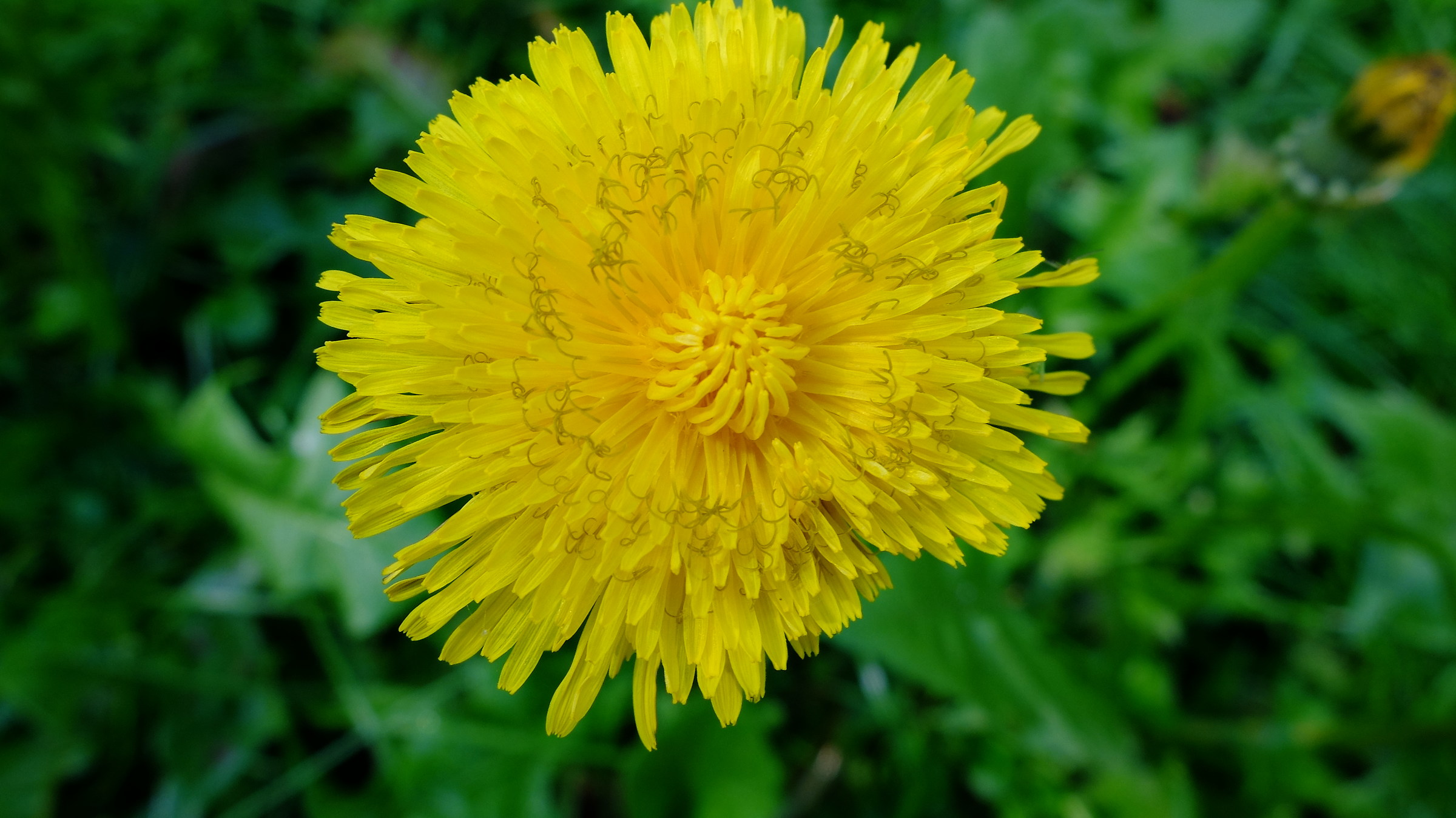 Dandelion