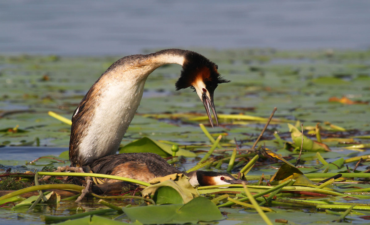 grebes porn