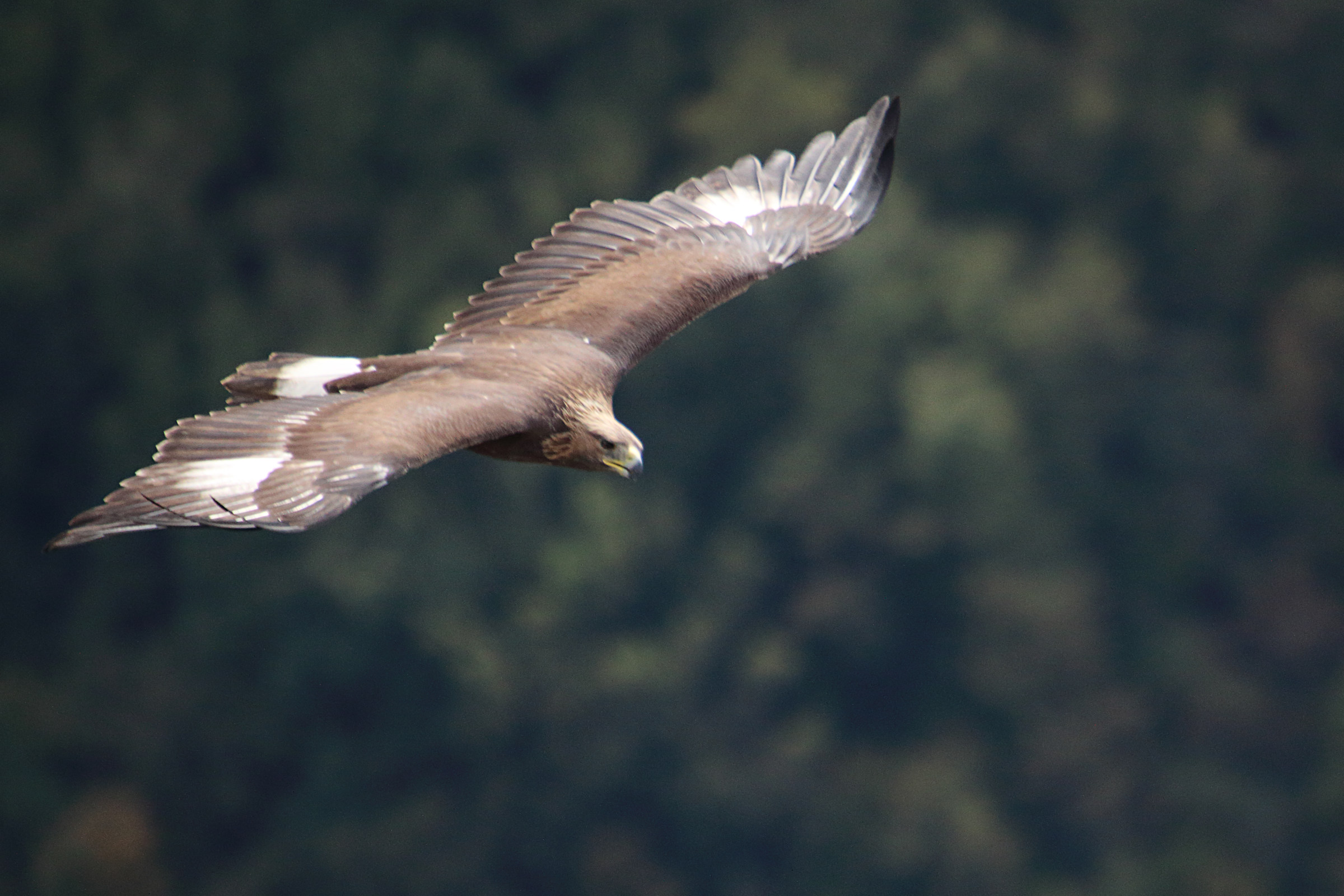 Giovane di Aquila reale.