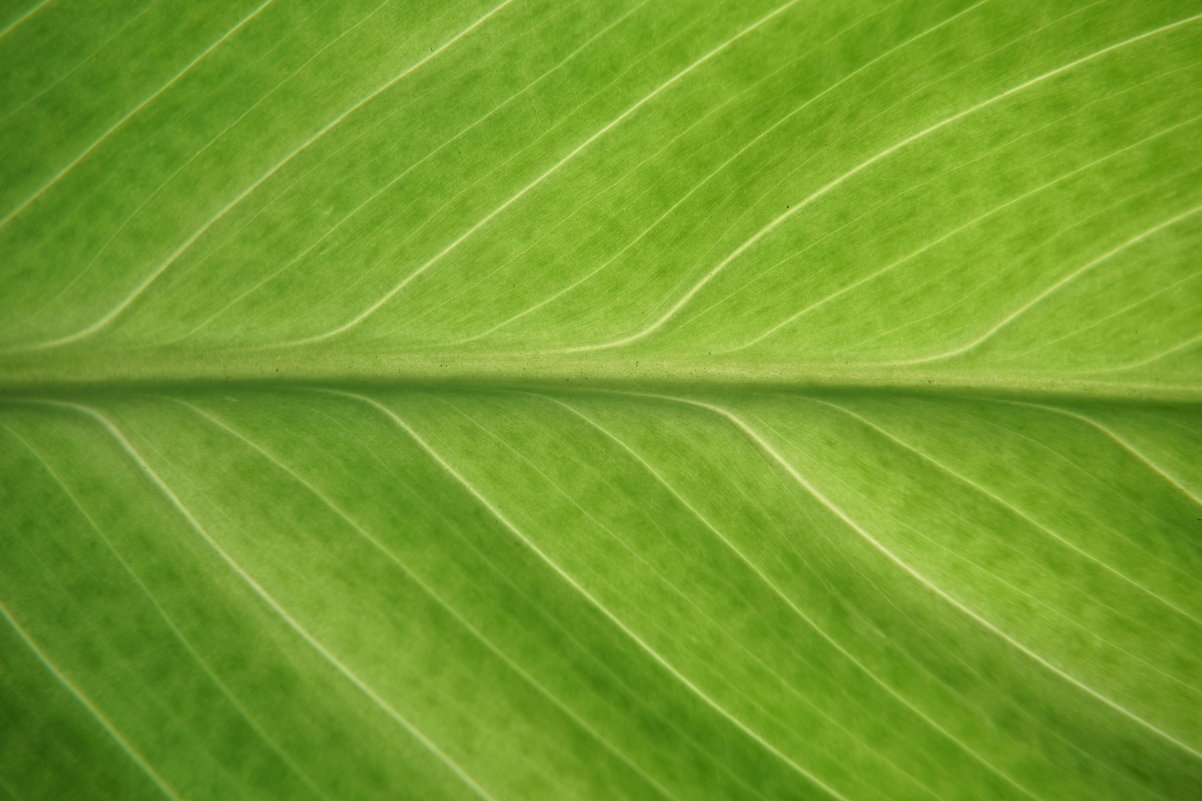 leaf, backlit