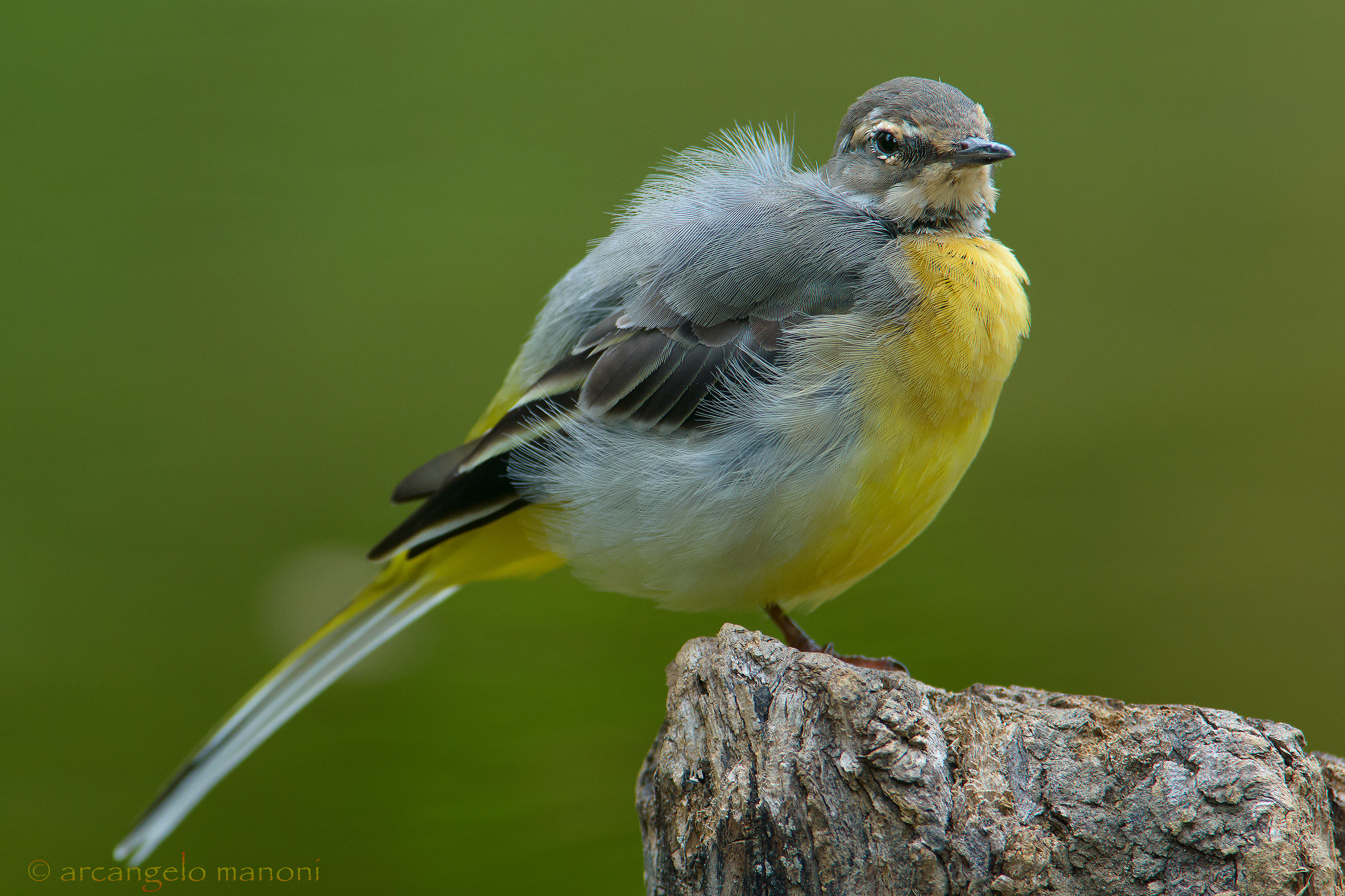 Giovane ballerina gialla