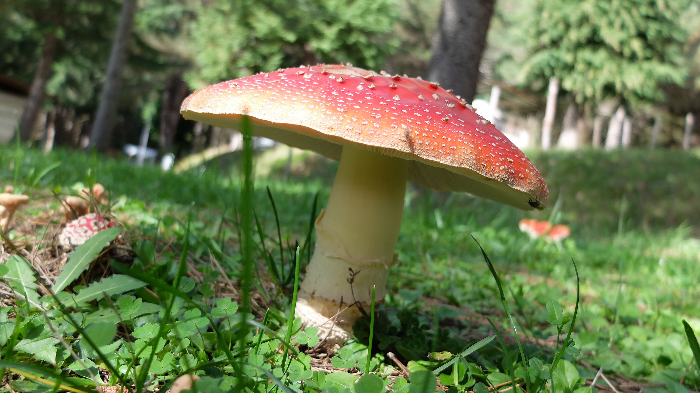 Amanita muscaria