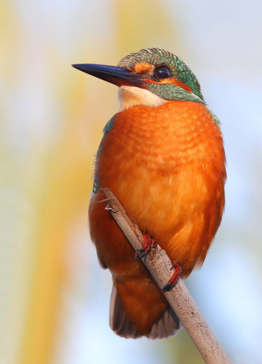 Kingfisher