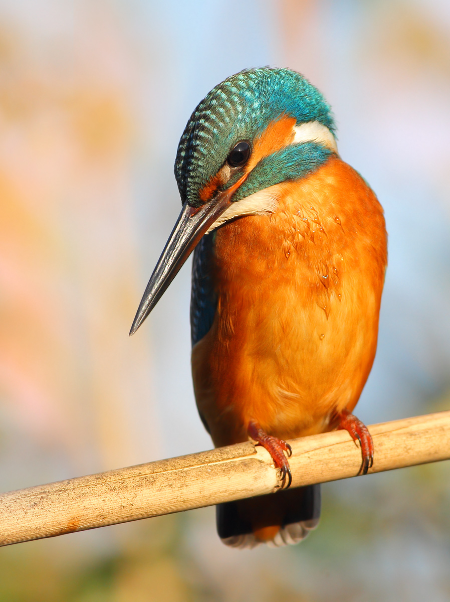 Kingfisher
